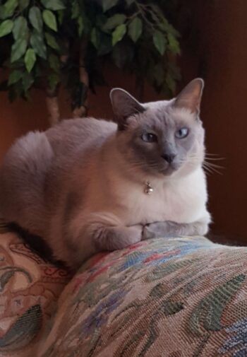 bluepoint siamese on the arm of the couch